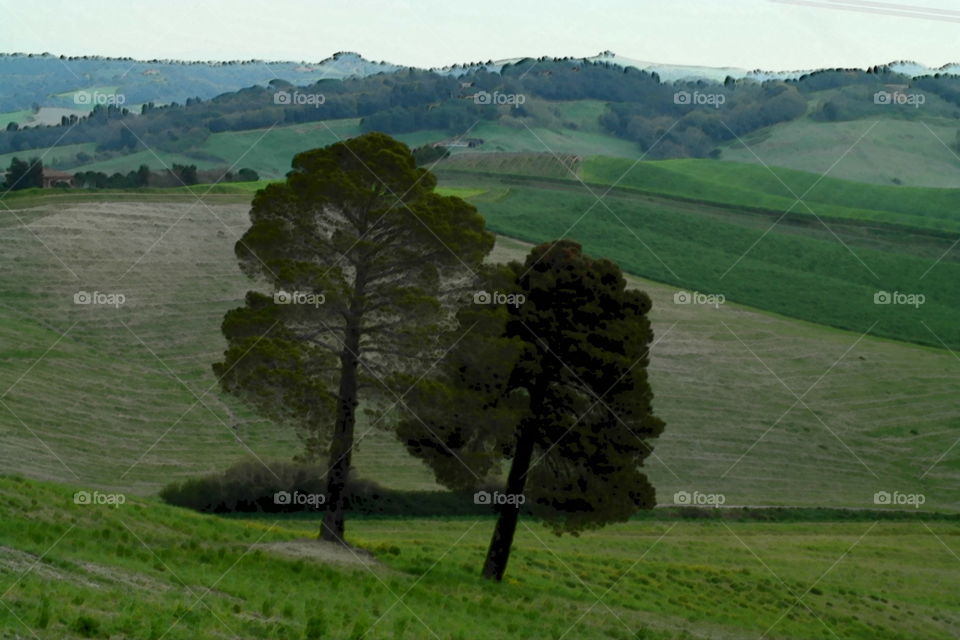 No Person, Landscape, Cropland, Outdoors, Tree