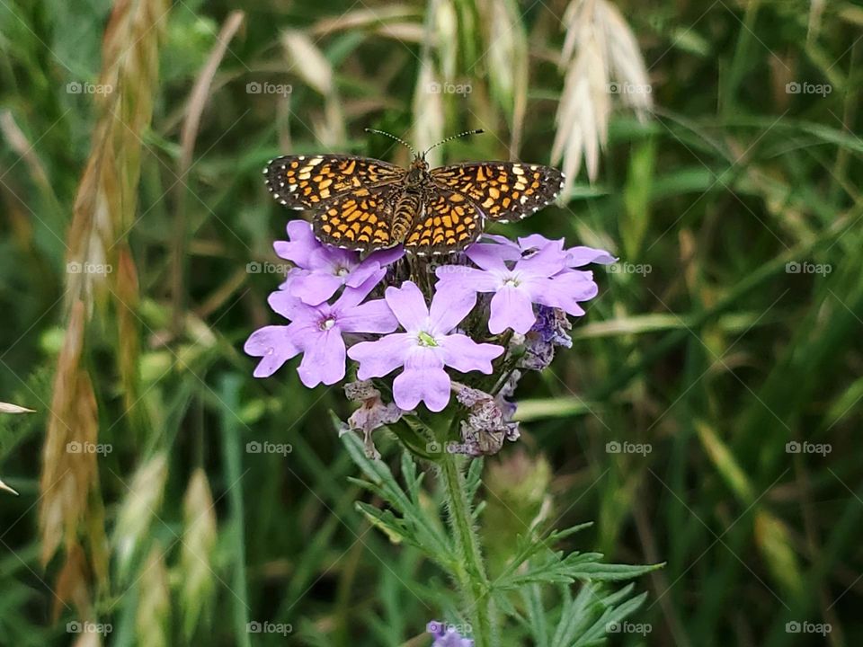 butterfly