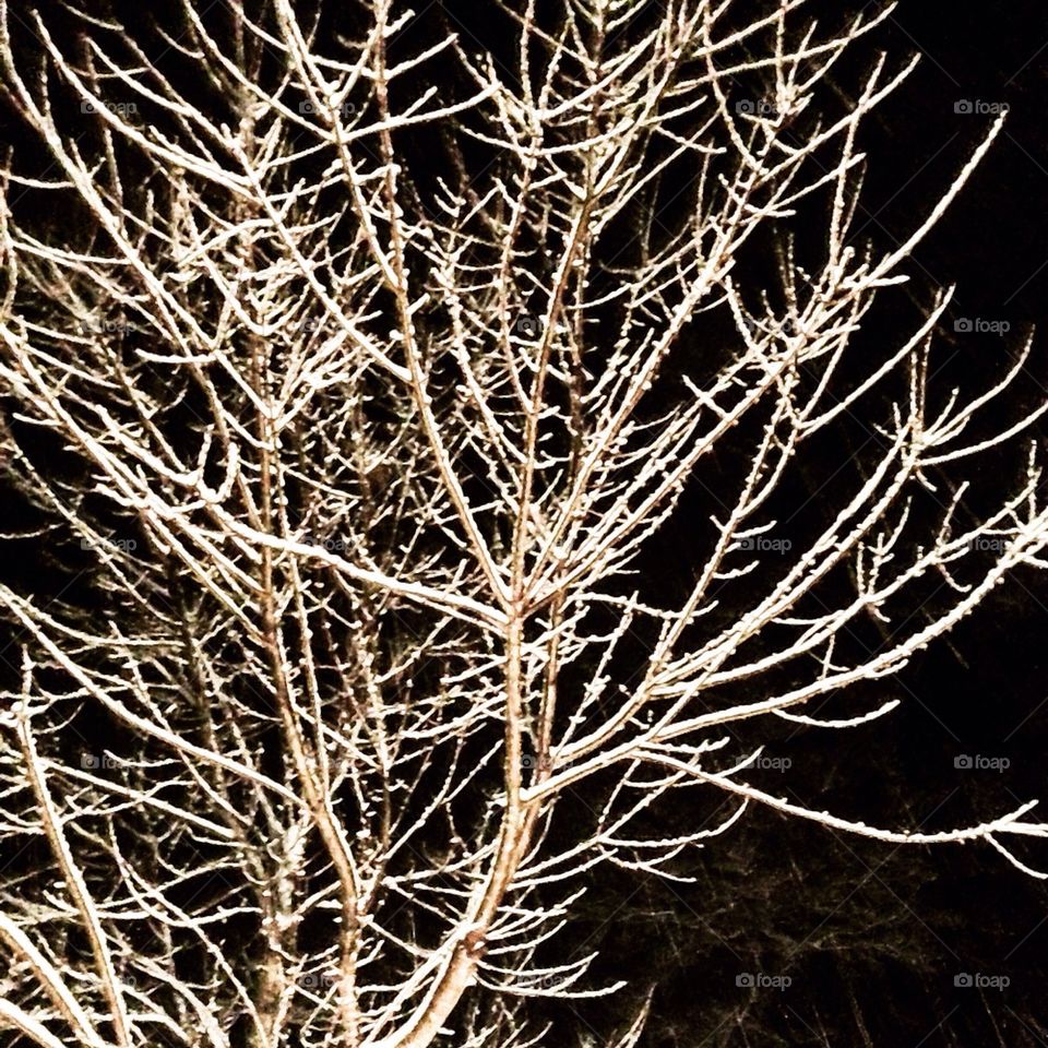 Snow-covered tree at night