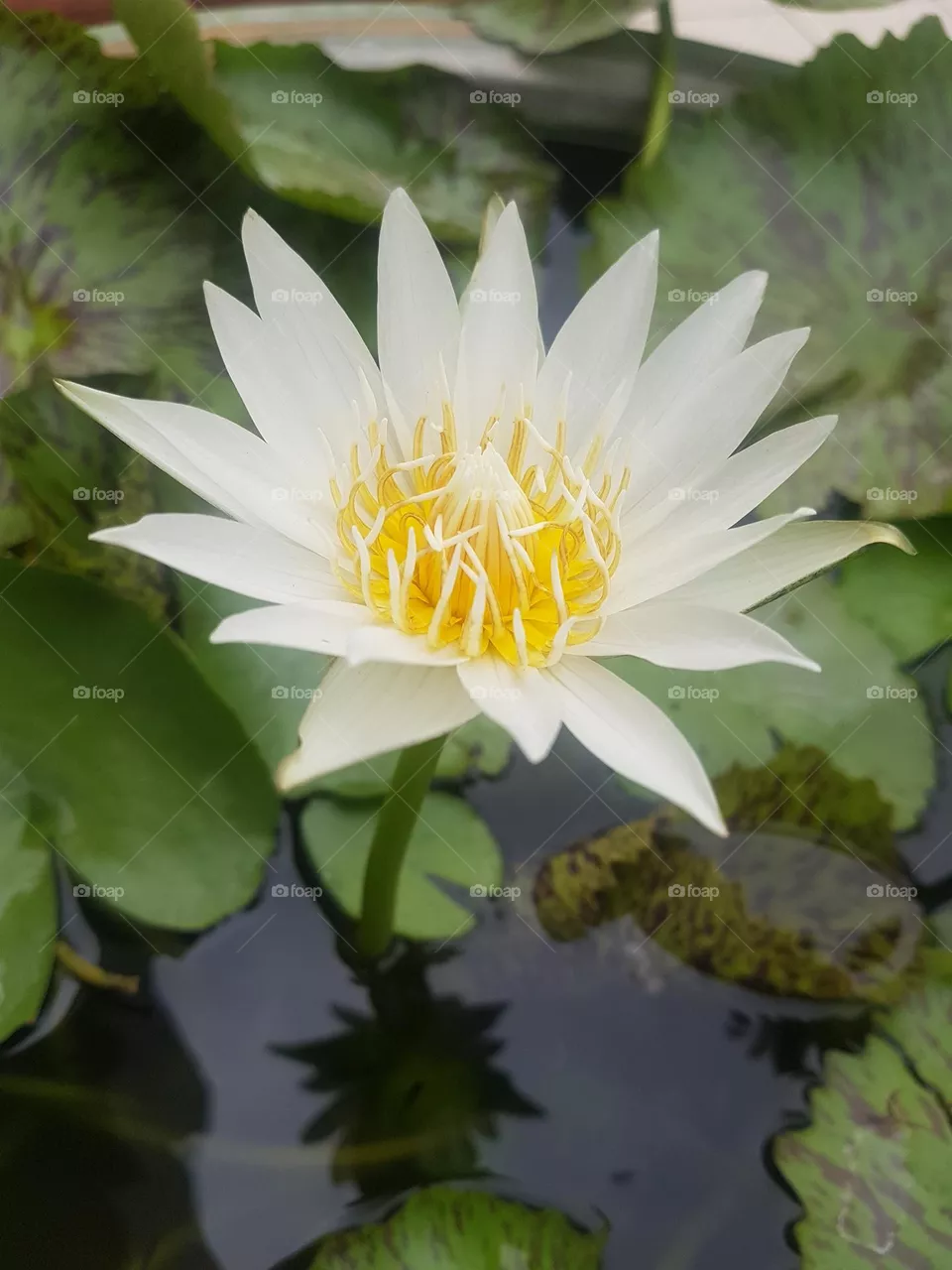colored lotus