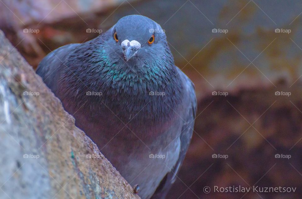 Pigeon 