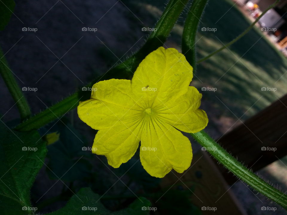 A cucumber in the making