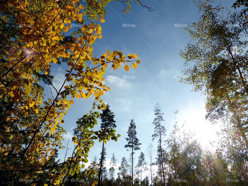 Autumn trees in forest