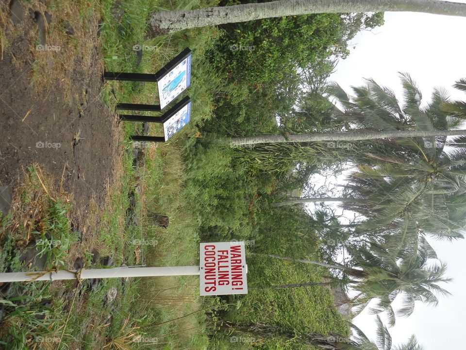 falling coconuts. maui