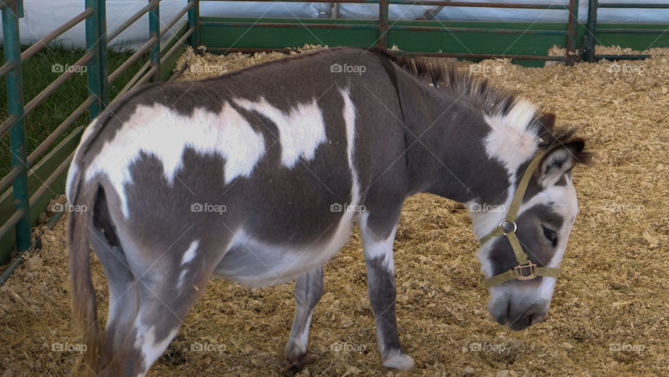 Donkey at the petting zoo