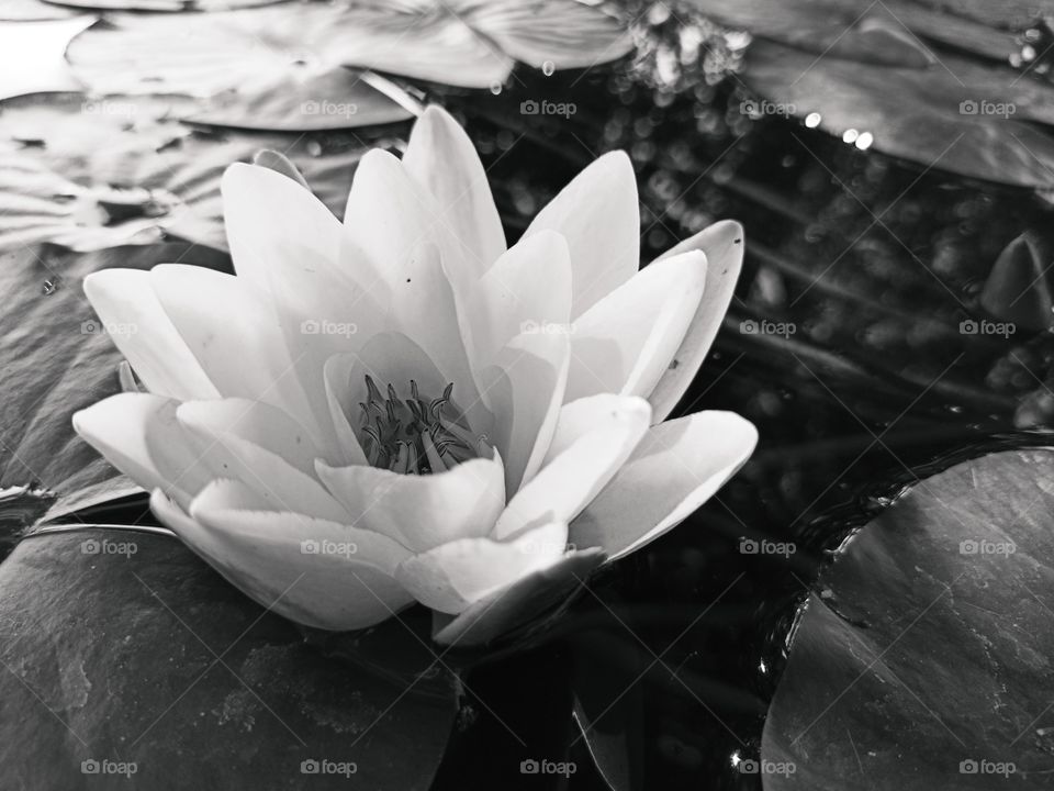 lotus flower closeup in black and white. water lily macro
