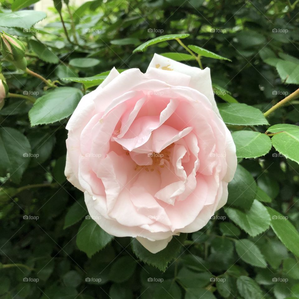 Pink rose 🌹