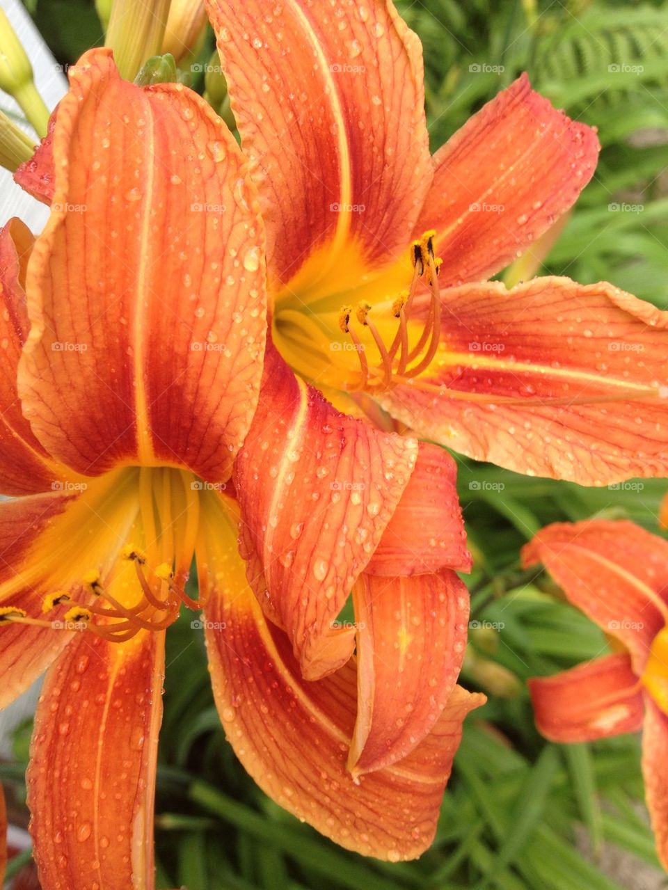 Tiger Lilies