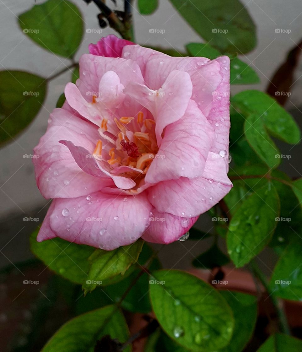 Rosa