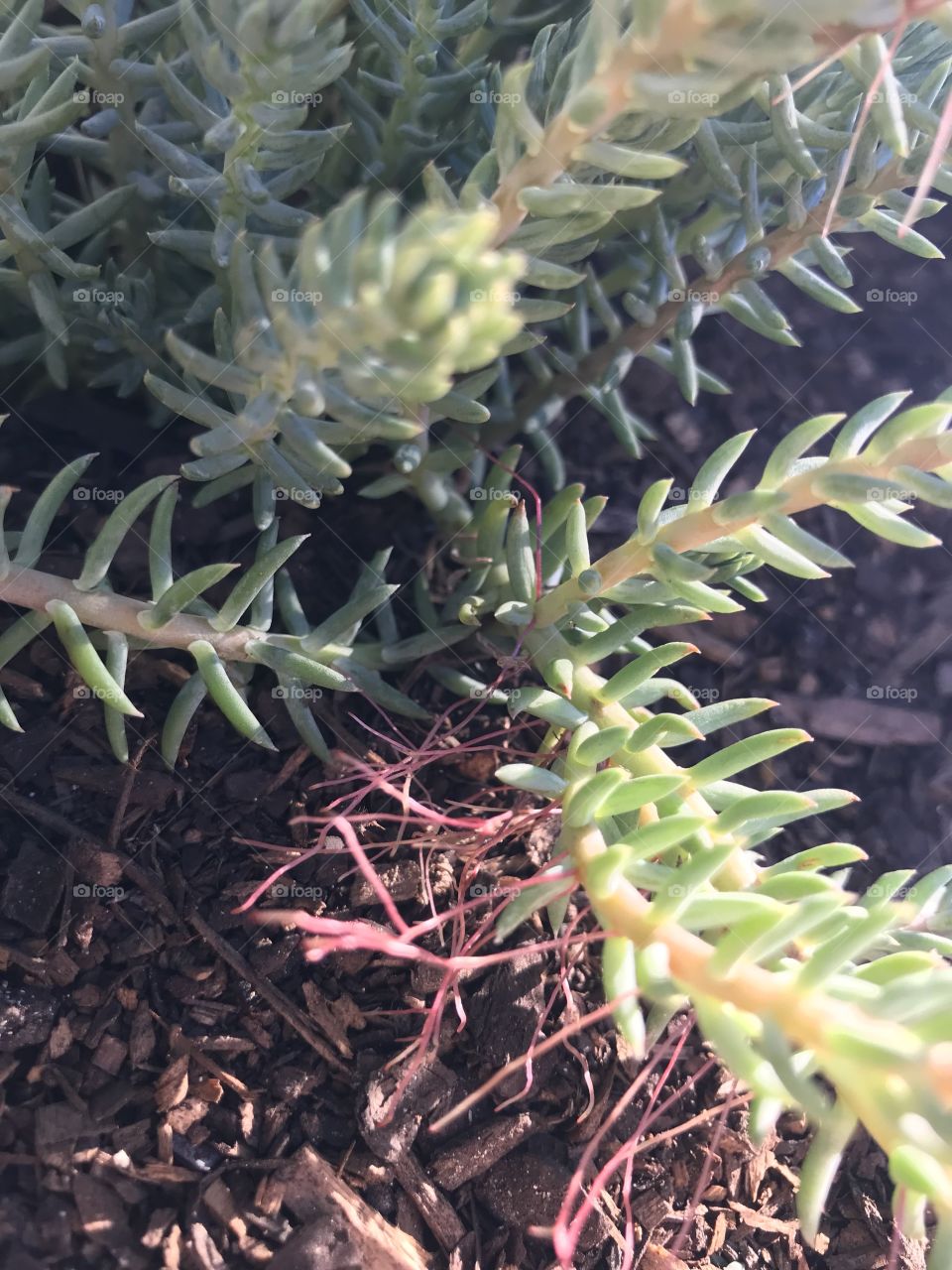 A close up image of a type of ground covering succulent called a Blue Feather with roots growing toward the soil to start covering more ground. 