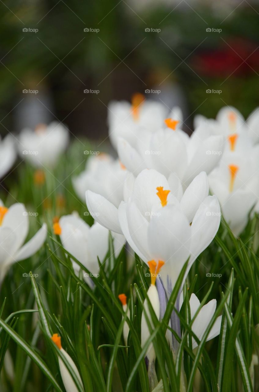 Spring flowers