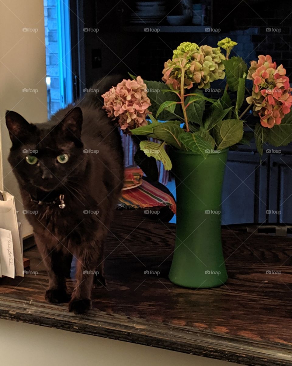 Cat and Flowers