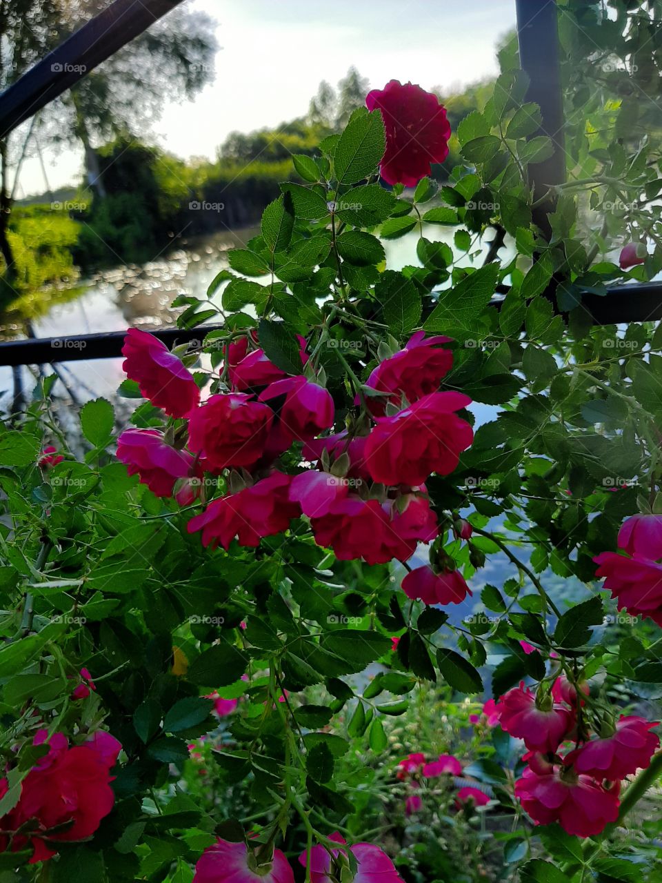 Red roses grow by the water