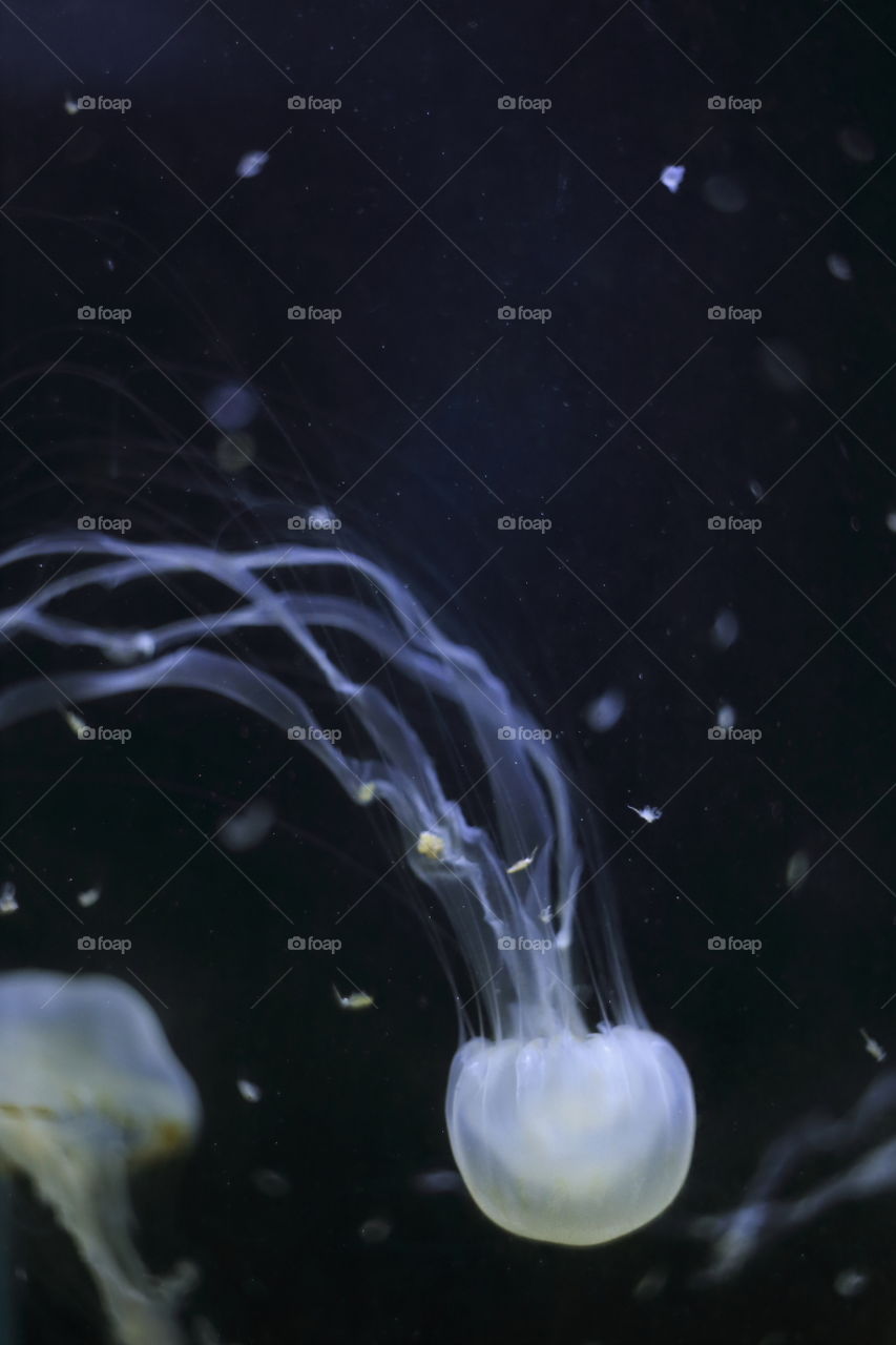 venonous jelly fish medusa