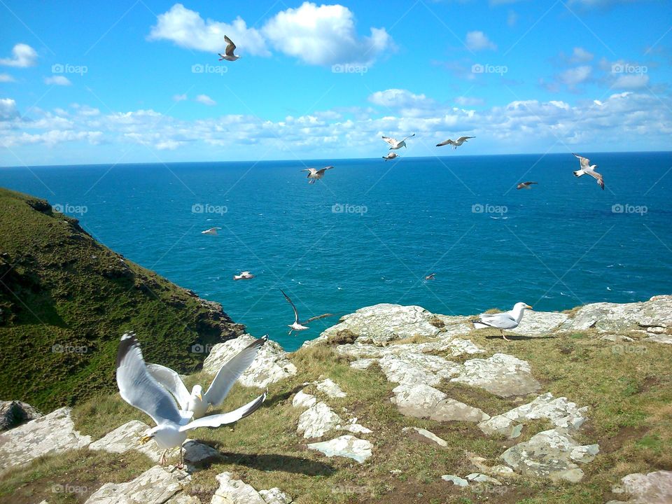 Coast with seagulls