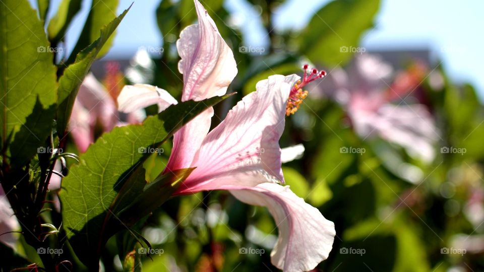 beautiful flowers in the sun