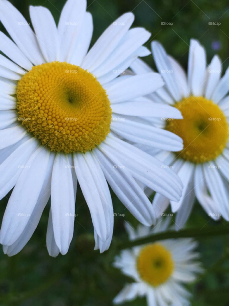 Textures of this beautiful flower