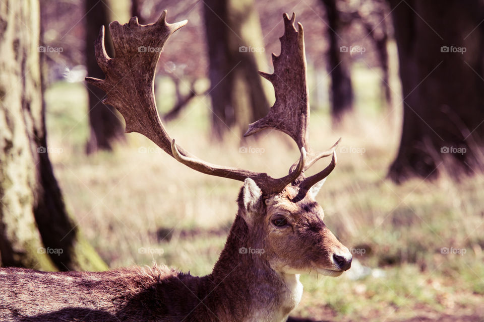 A beautiful deer in the park. Richmond park in London. Sweet animal portrait.