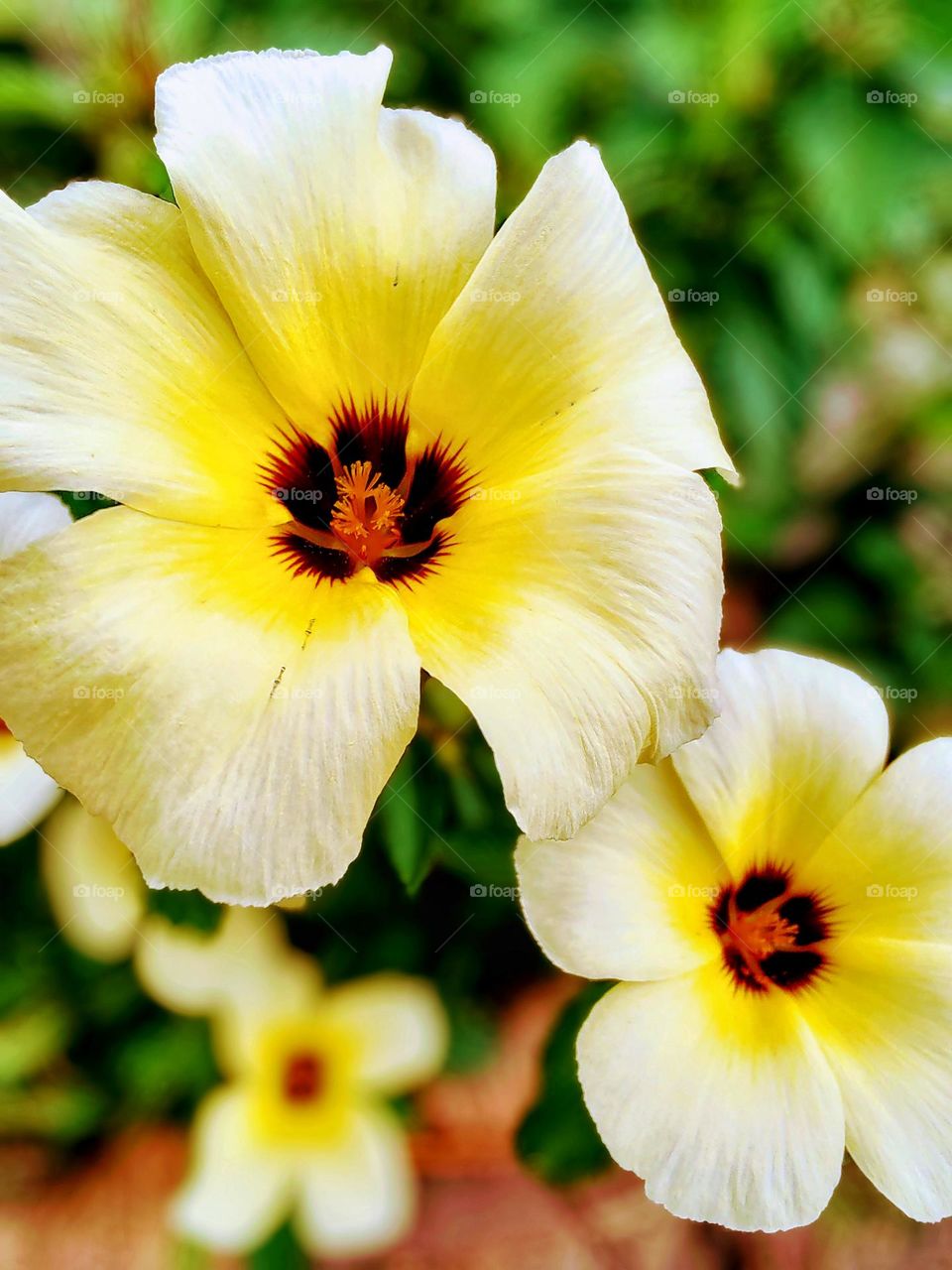 how amazing nature is.  photo taken of flowers that were born on the edge of the sidewalk.