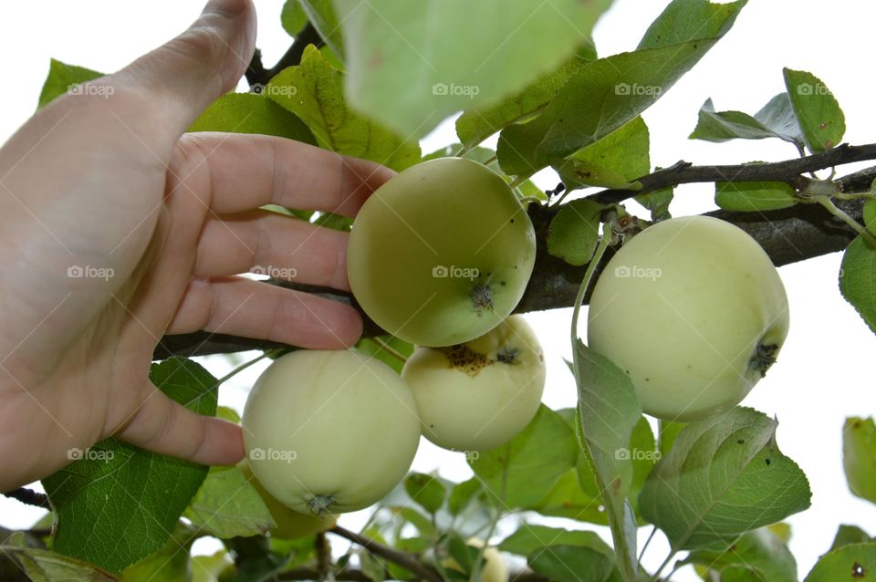 apples on tree