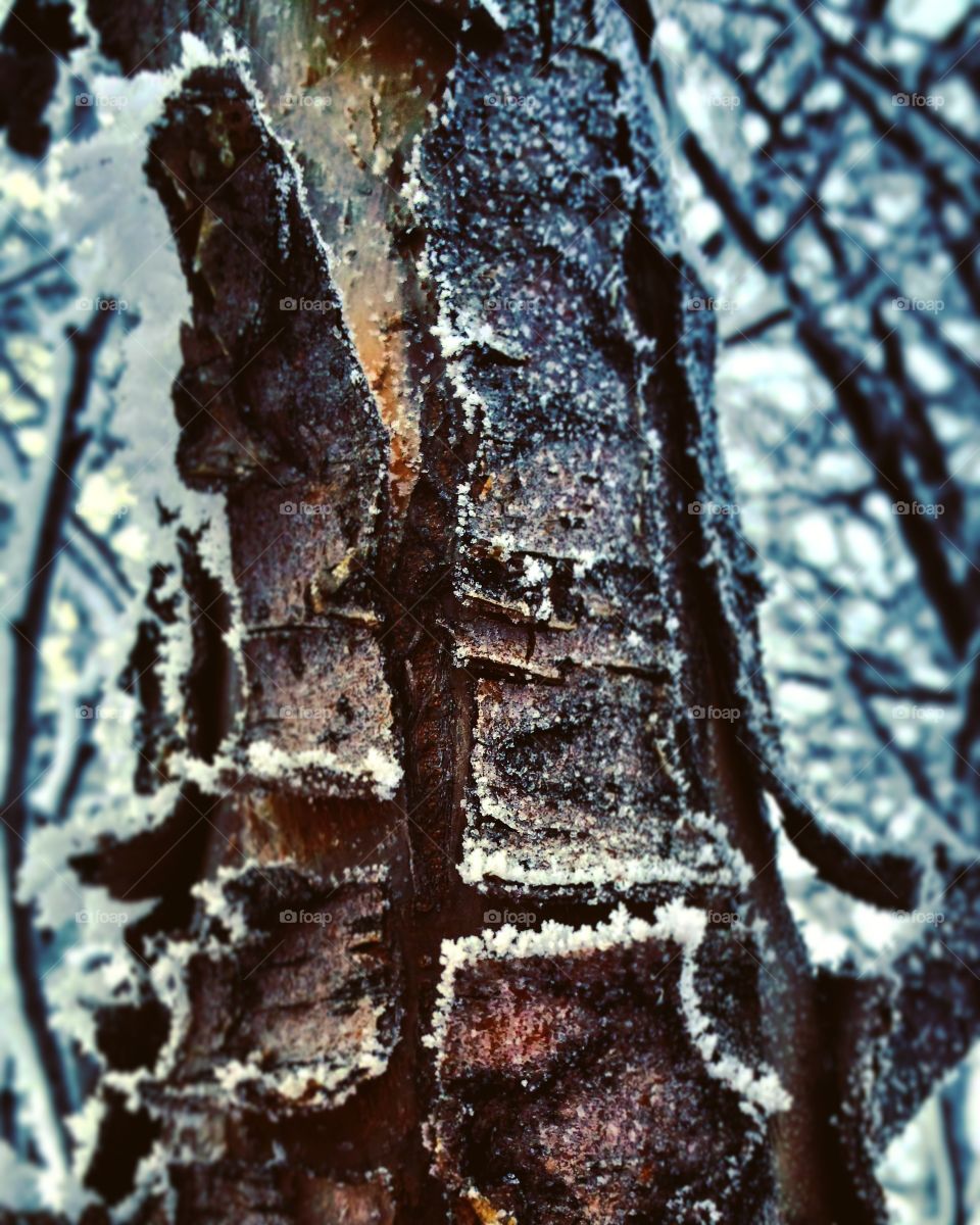 Tree, No Person, Nature, Winter, Wood