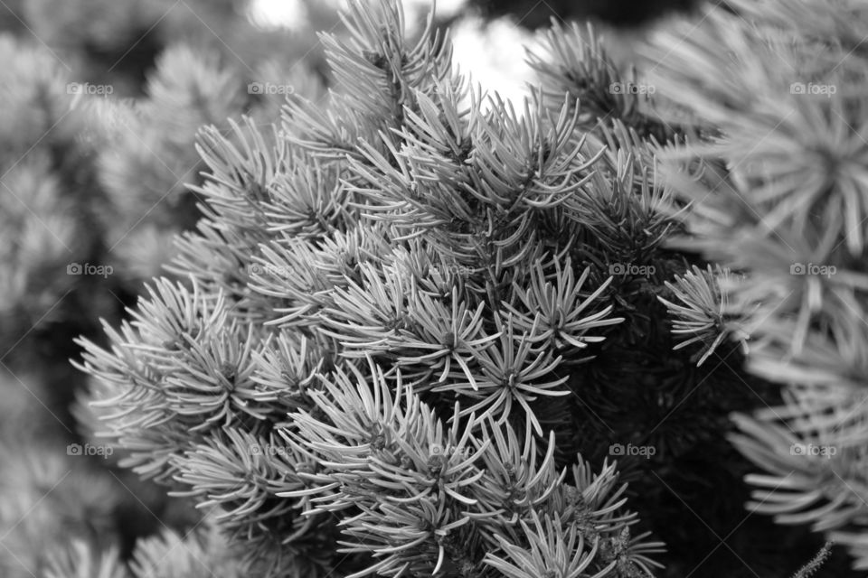 Close up Of a tree
