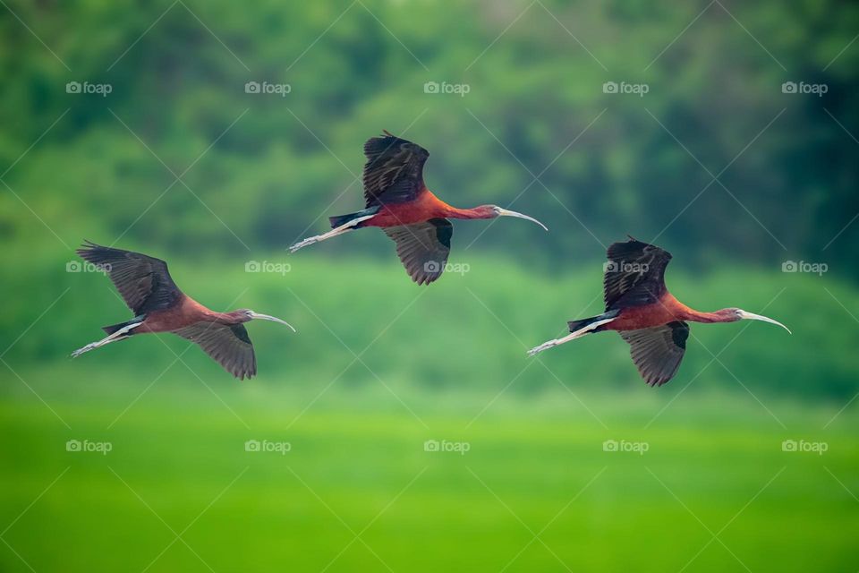 Beautiful and cute bird