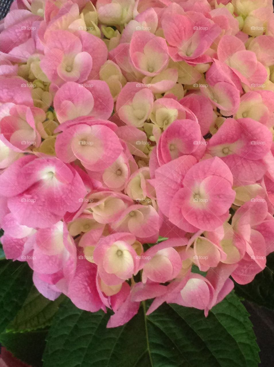 Blooming pink Hydrangea this Spring.