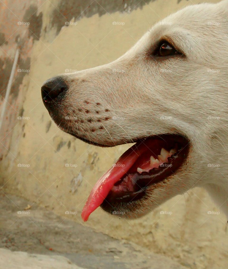 dog with tongue and teeth showing.