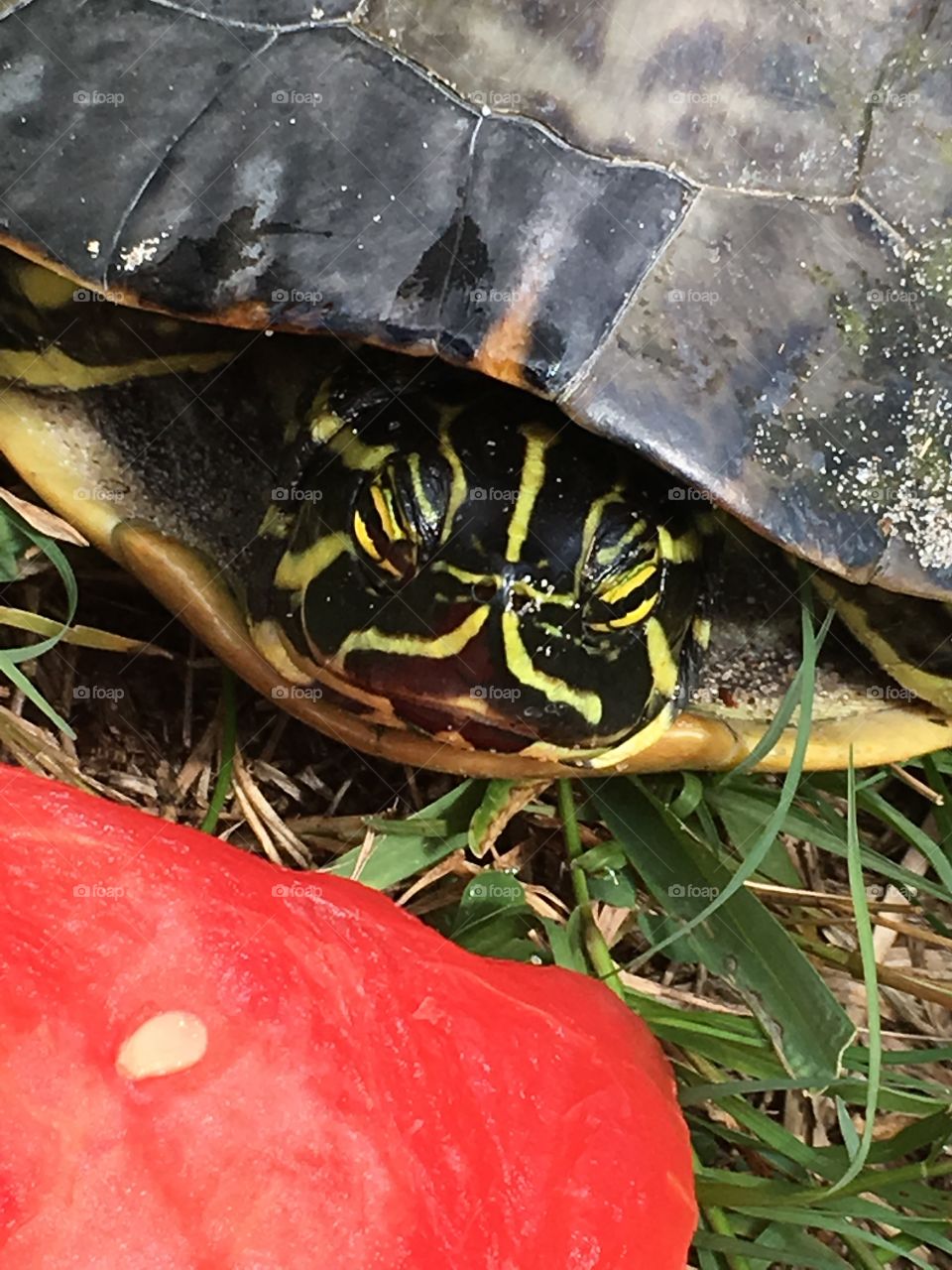 Green turtle eating watermelon in Florida 🍉
