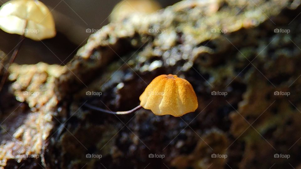 Beautiful yellow white smallest mushroom