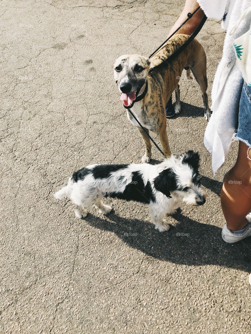 Two domestic dogs standing on the street close to its owner. Seen from above.