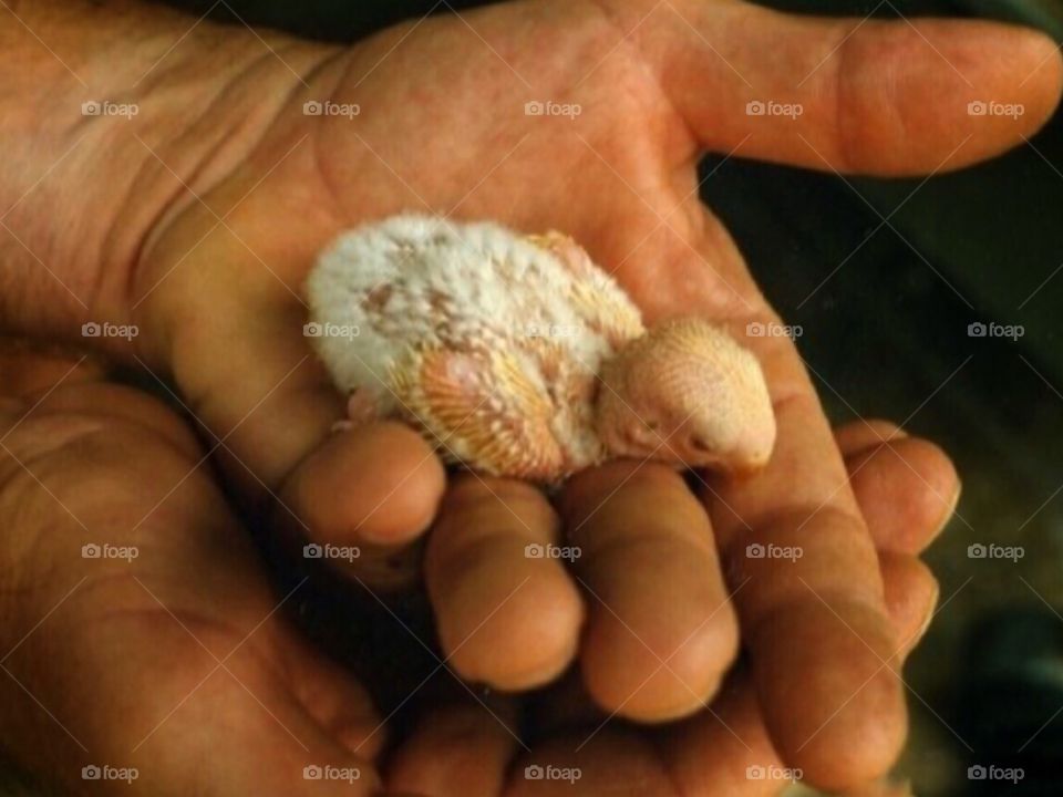 Baby bird 