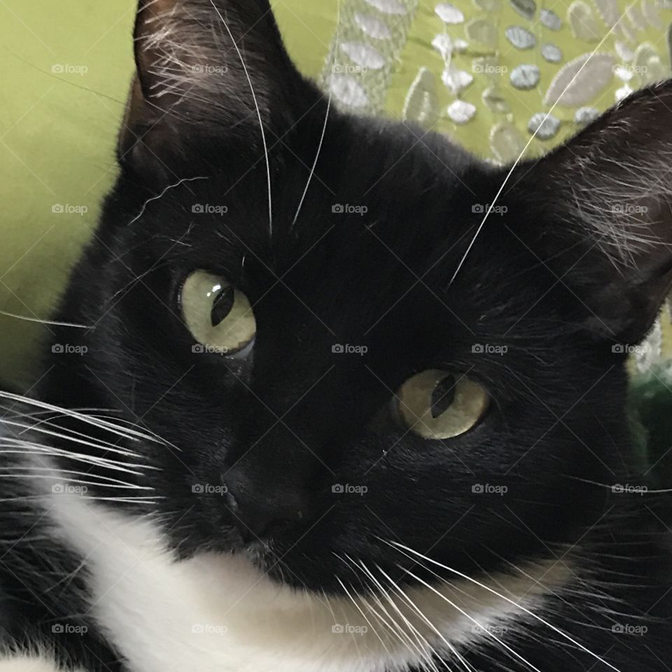 Closeup of black cat