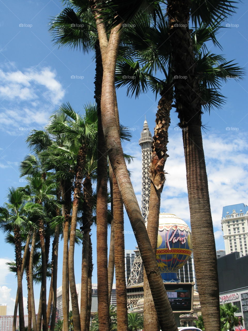 palm trees on the strip. trees on the strip