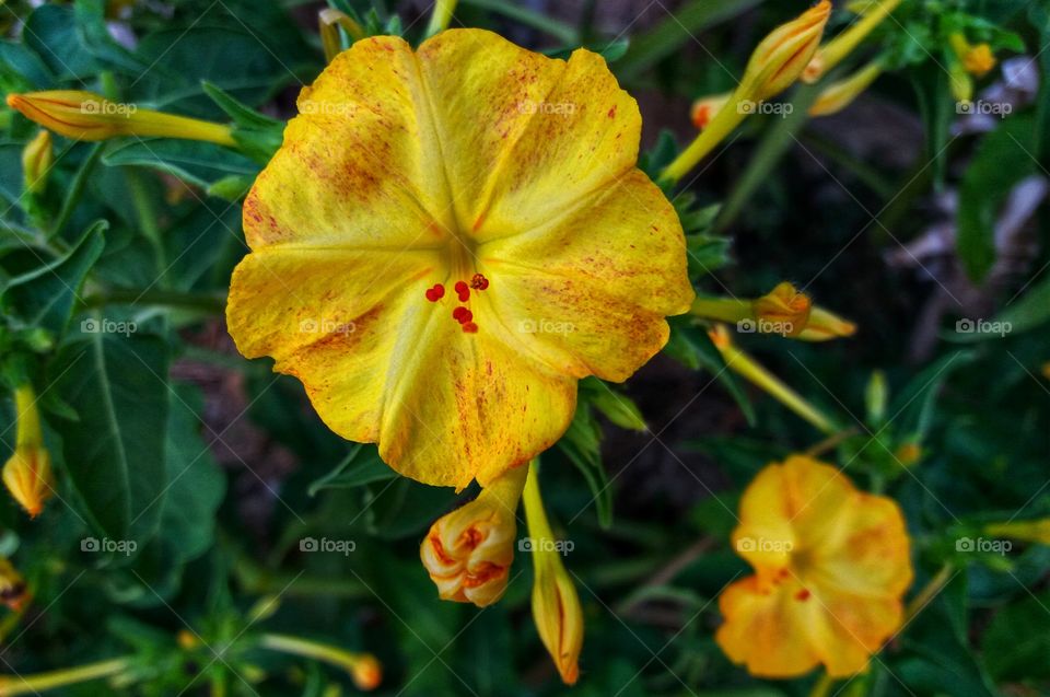 Yellow tiny flowers!