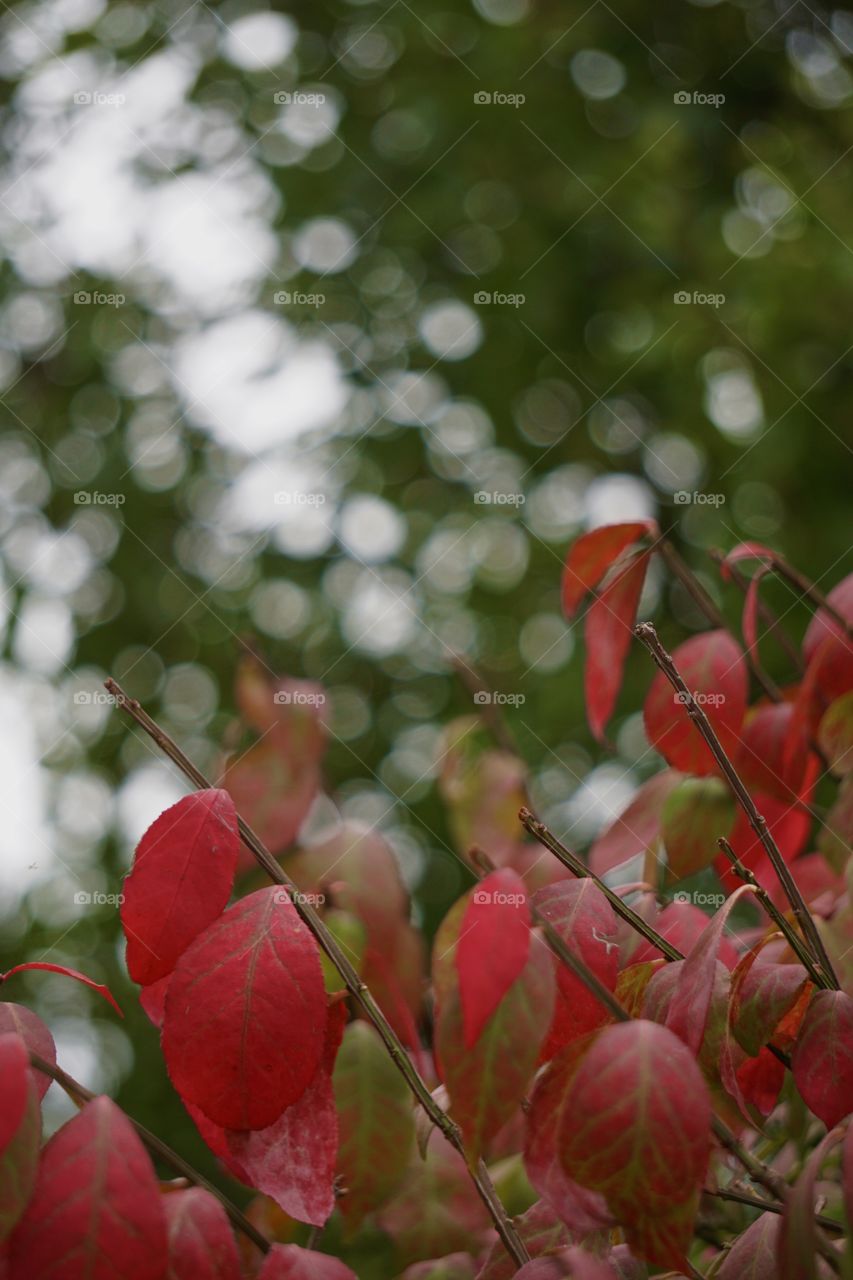 Burning bush & bokeh. 