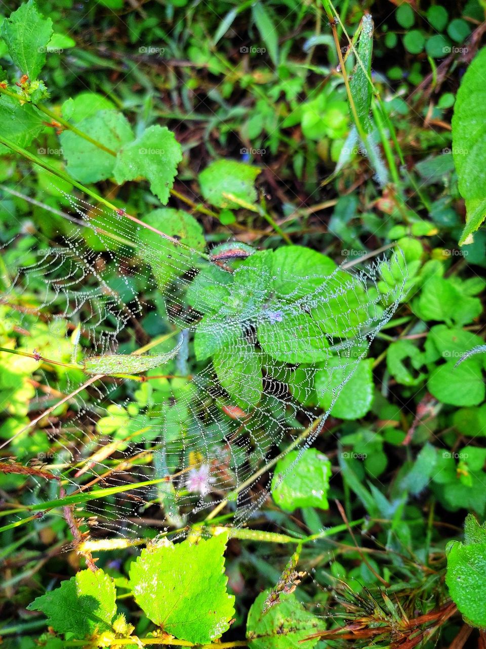The beautiful 🕸 art of our tiny friend Spider.