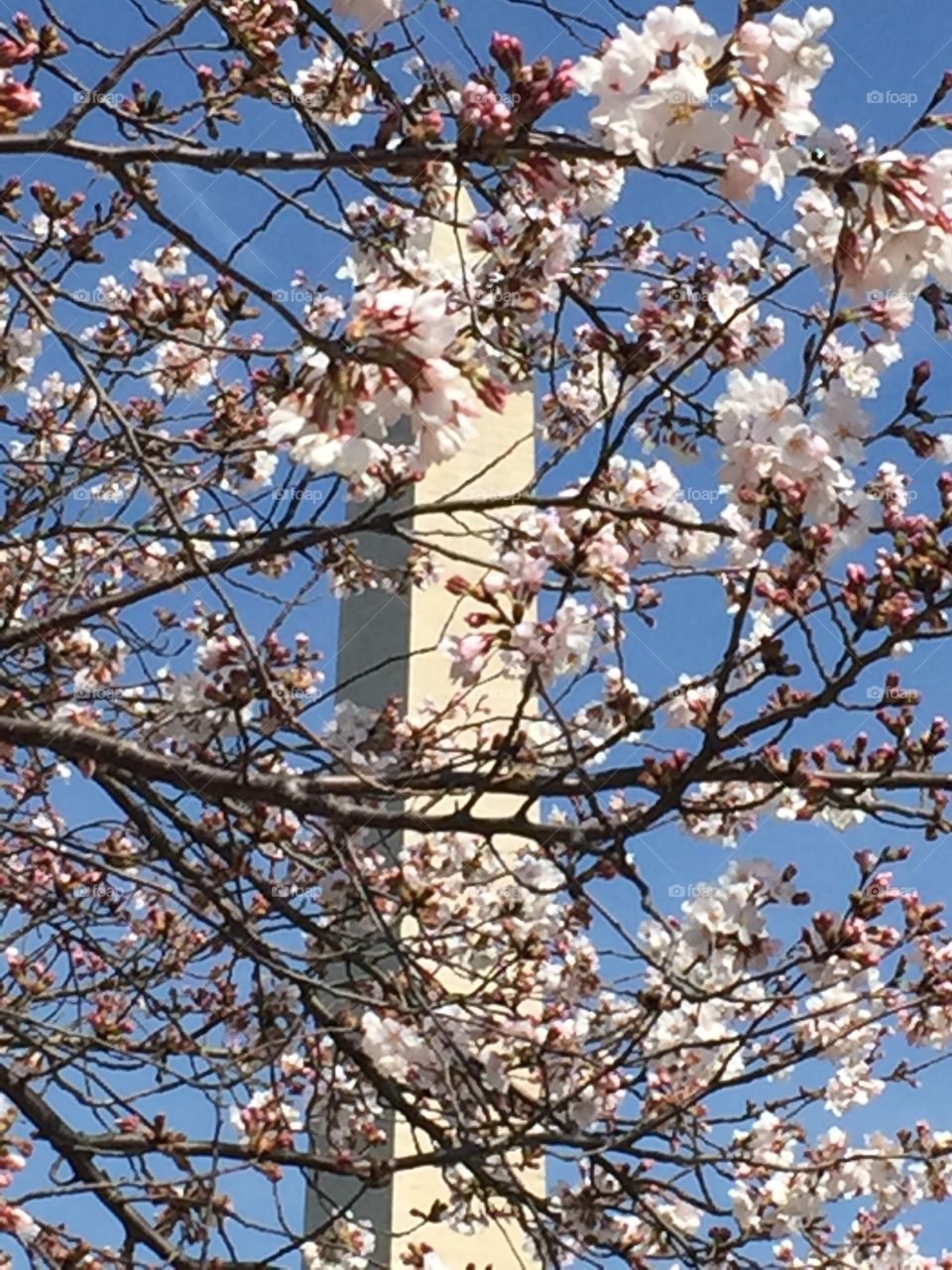 Cherry Blossom and Washington Monument 