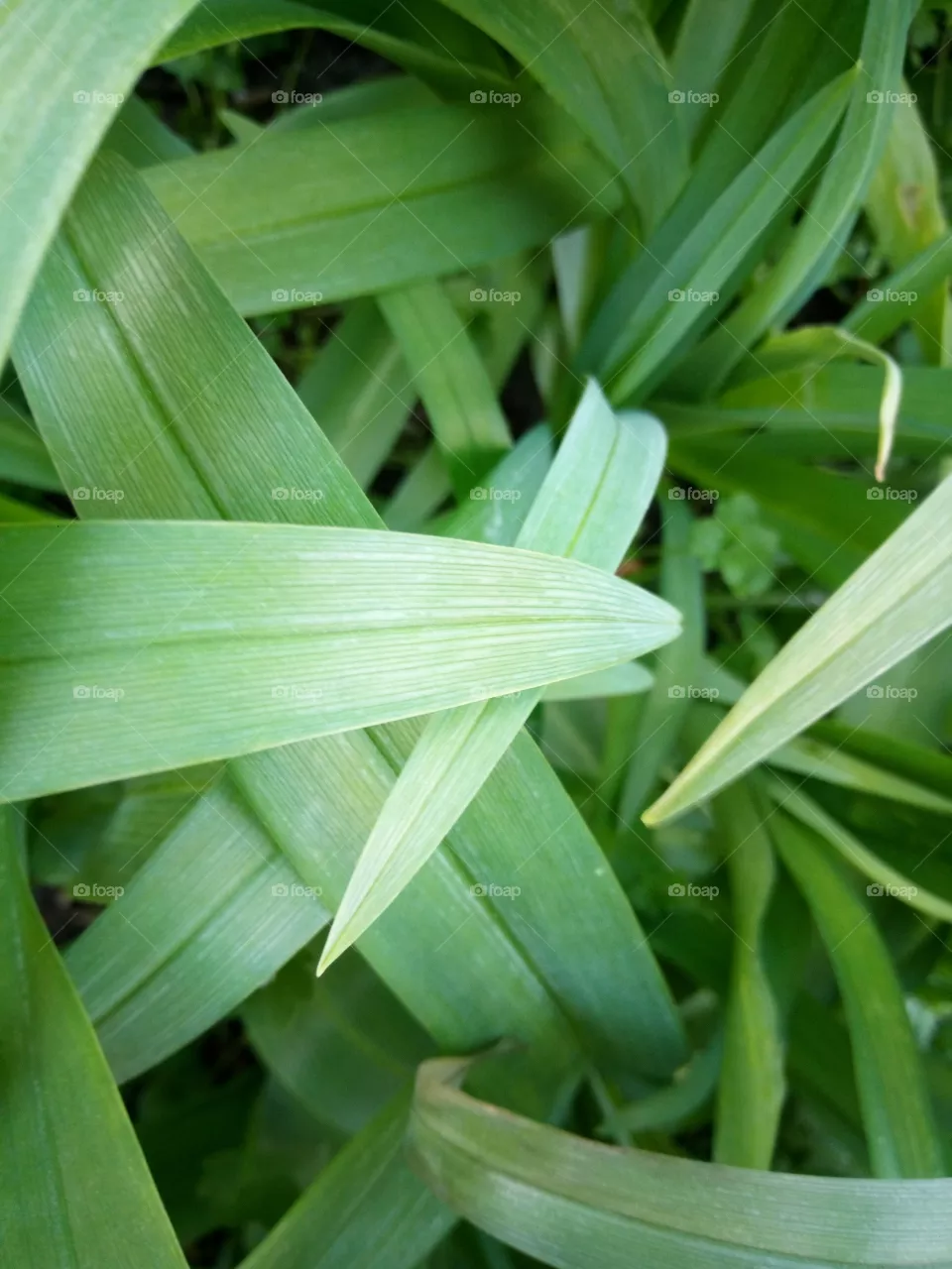 green leaf