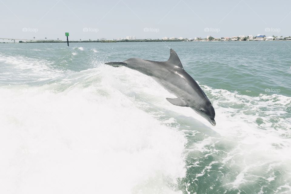 Wild dolphin jumping in the waves after the boat 