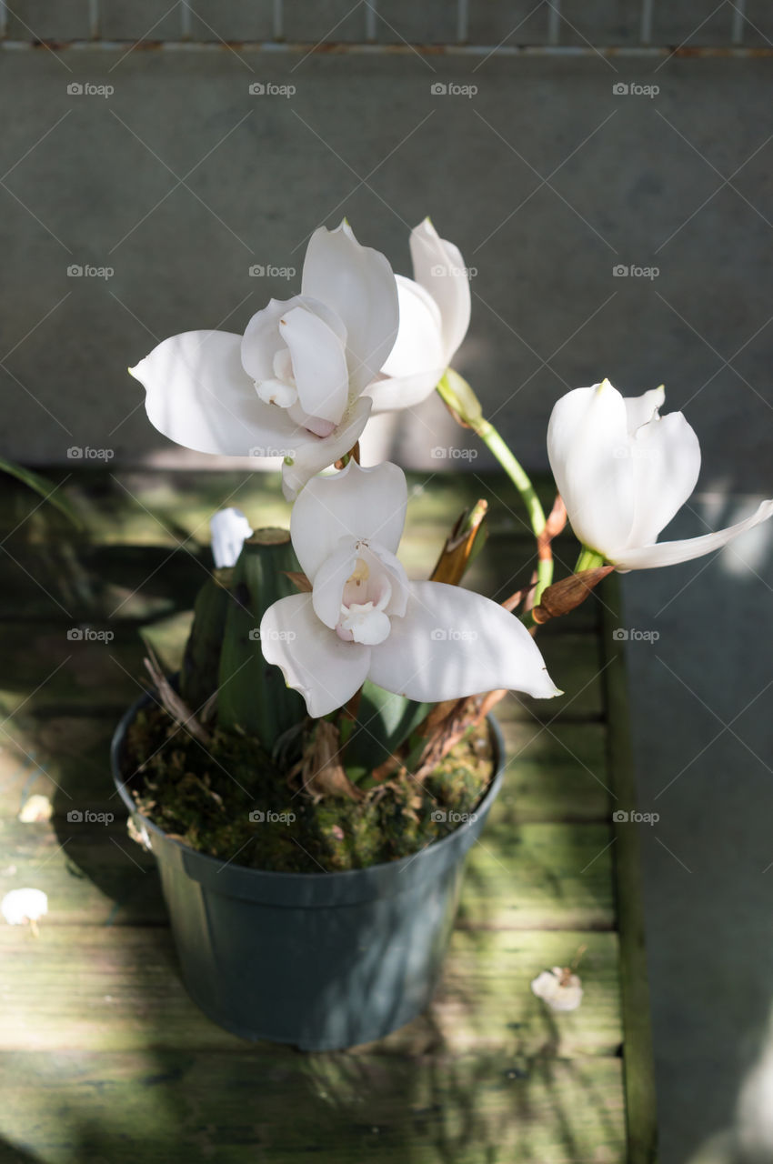 White flowers in a pot
