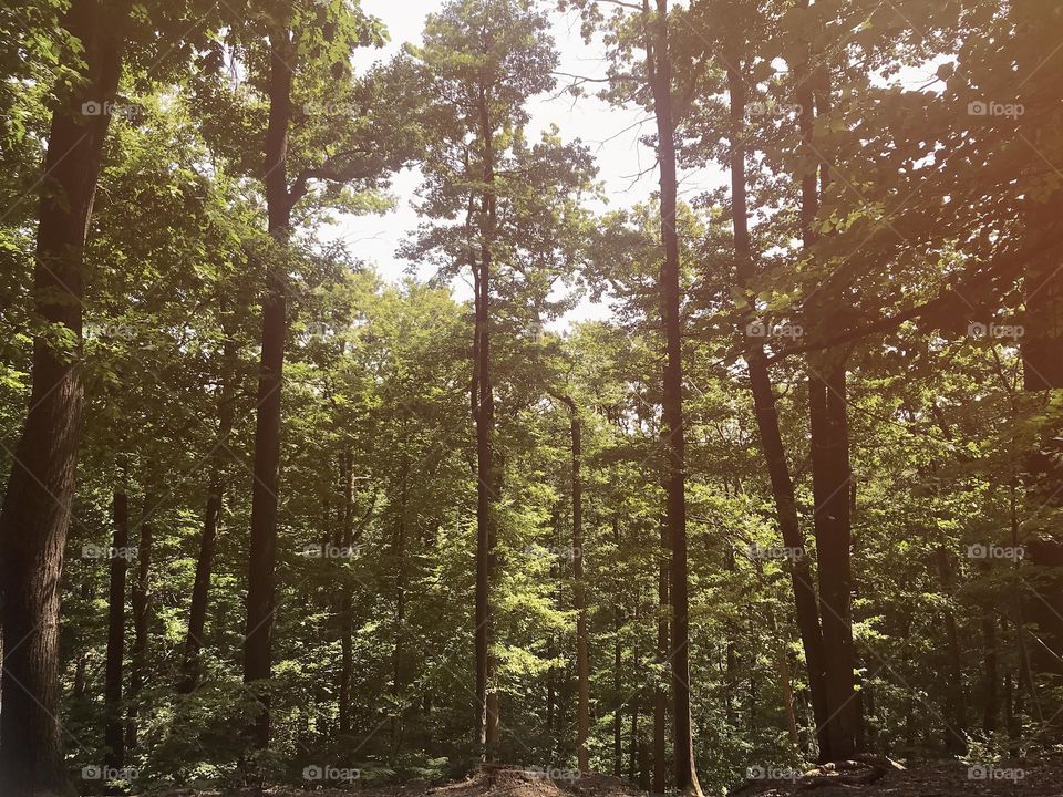 Dense forest and orange light