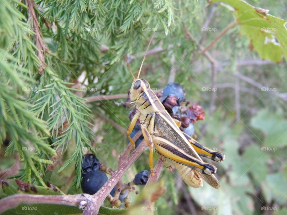 Grasshopper in a tree