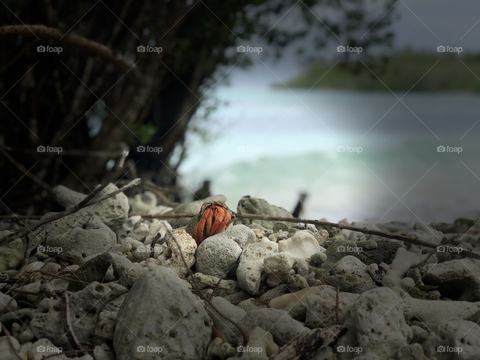 A nice hermit crab is waiting for pin drop of silence to walk away from the focus.
