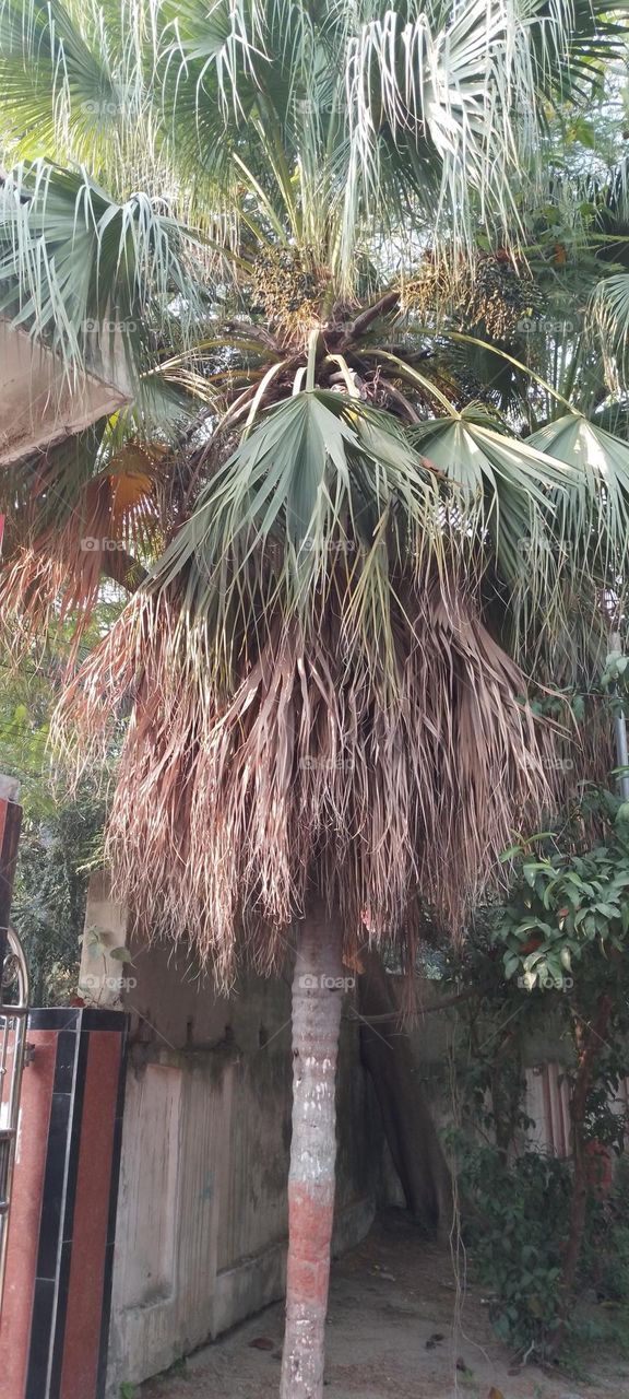 palm tree