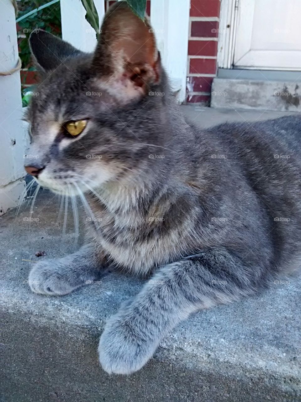 Maddie-Tabby Cat