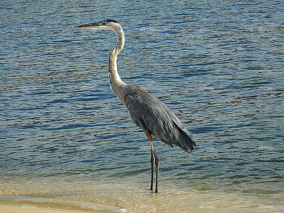 Great Blue Heron alert and observing his surroundings as he walks the banks of the bay, trolling for his next meal
