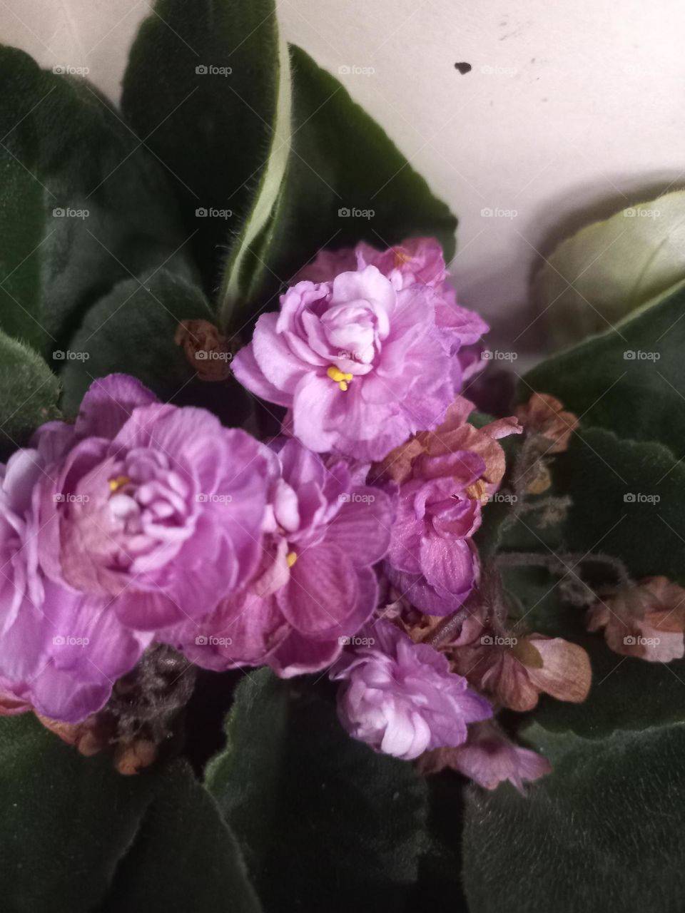 Violetas, são flores ornamentais que  deixam o ambiente colorido e, a casa com ar de alegria, felicidade e  sofisticação, promovendo equilíbrio , harmonia e um toque especial  de mistério  ao ambiente