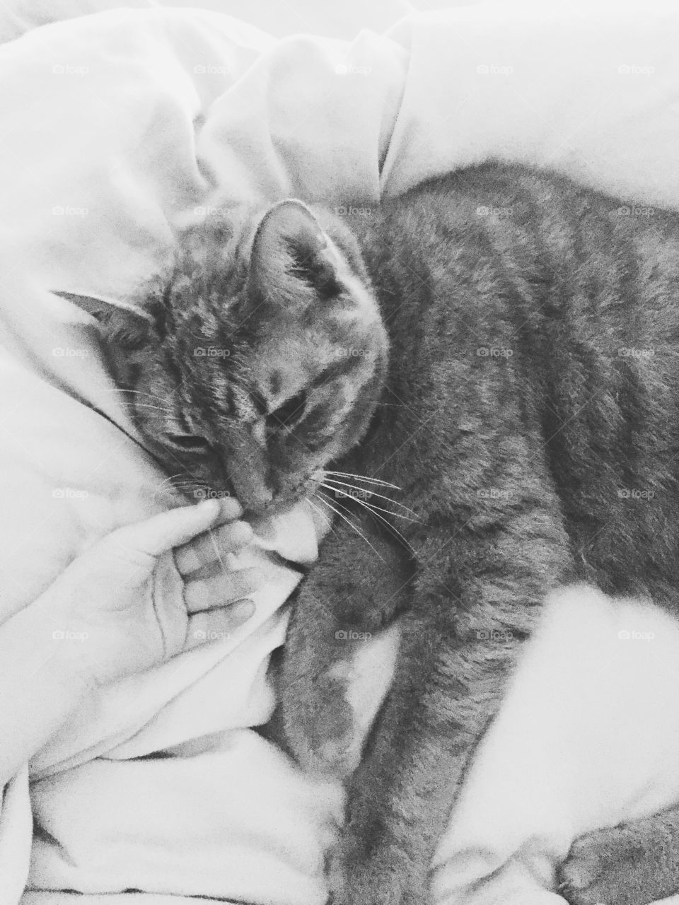 Give me your hand. When my son is sick he wants our cat to stay close to him.